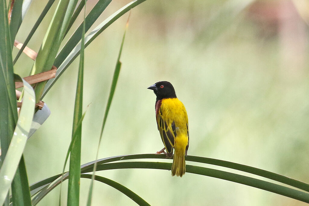 Golden-backed Weaver male adult