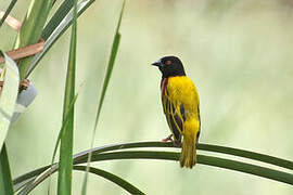 Golden-backed Weaver