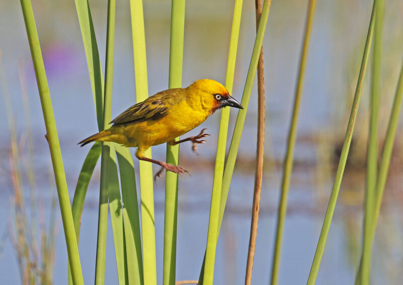 Northern Brown-throated Weaver male adult breeding