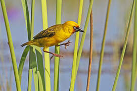 Northern Brown-throated Weaver