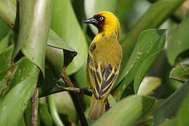 Northern Brown-throated Weaver