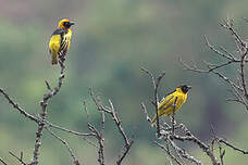 Tisserin à menton noir