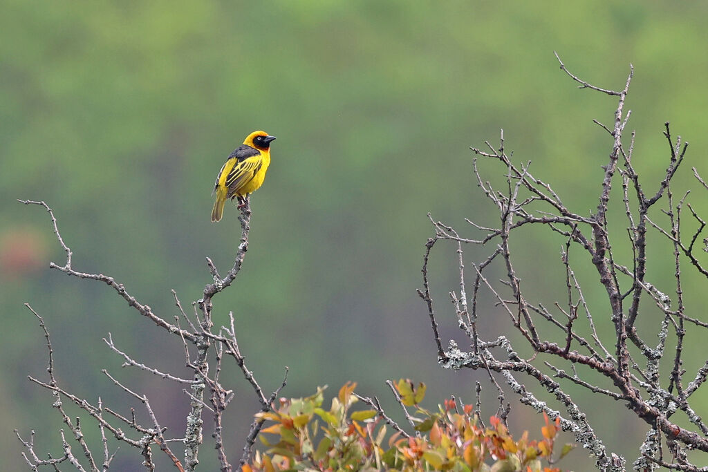 Black-chinned Weaver male adult