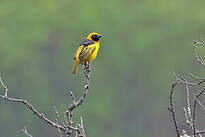 Tisserin à menton noir