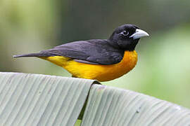 Dark-backed Weaver