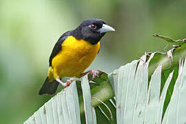 Dark-backed Weaver