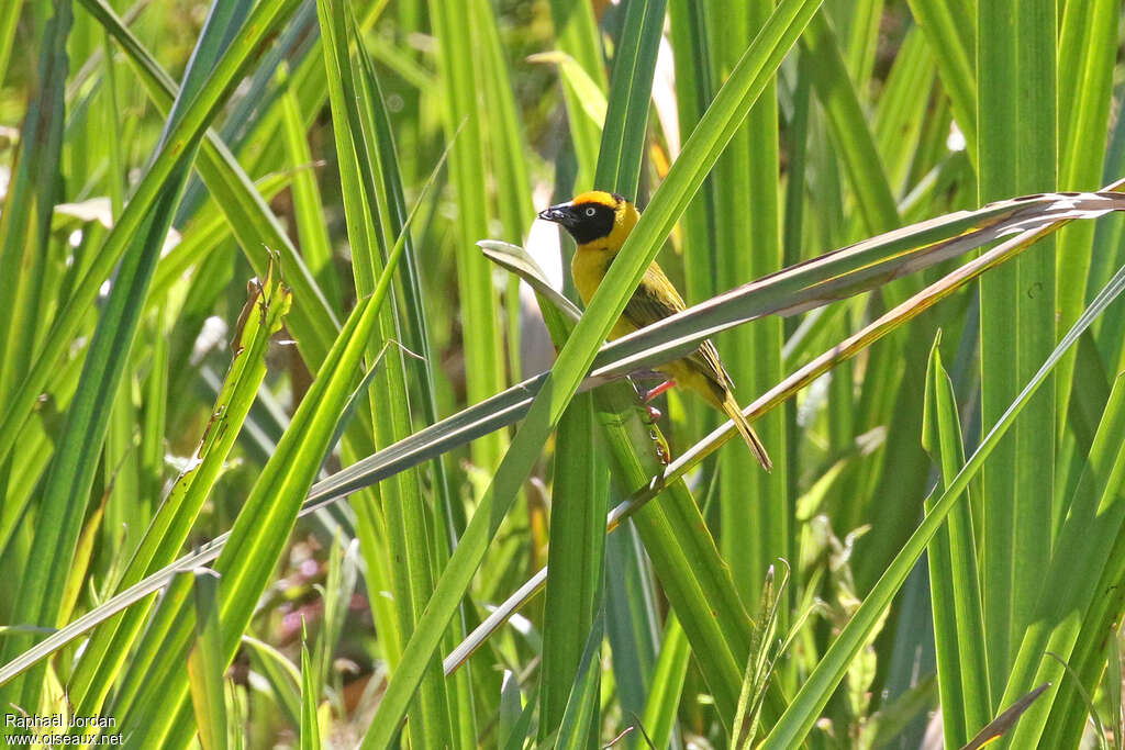 Bertram's Weaver male adult breeding, identification