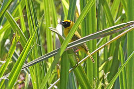 Bertram's Weaver