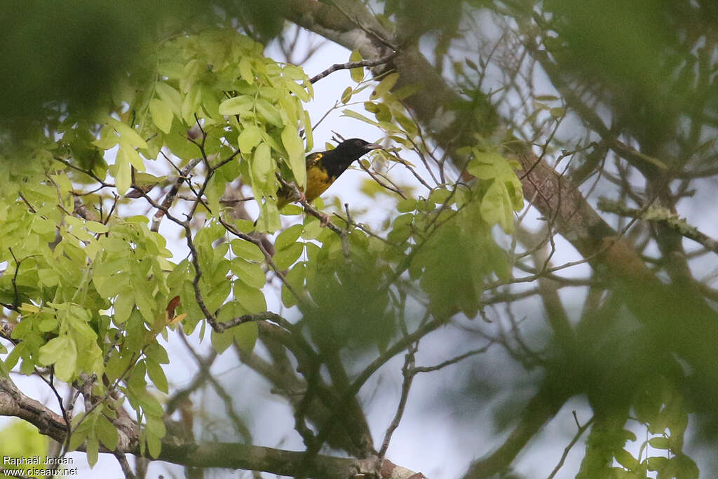 Clarke's Weaver male adult transition, identification