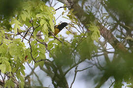 Clarke's Weaver