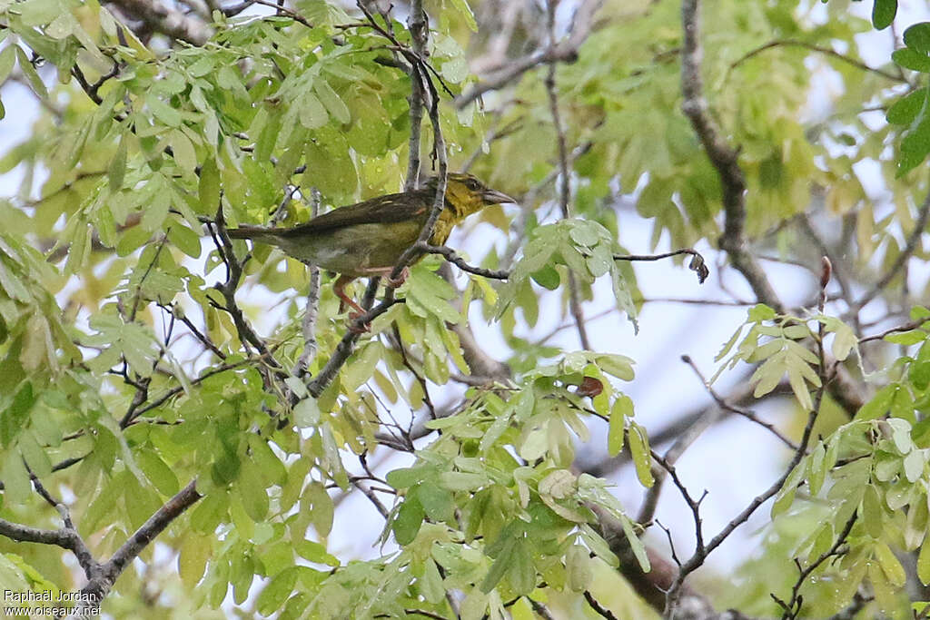 Clarke's Weaver female adult, identification