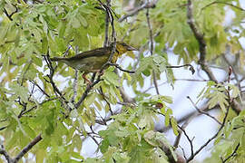 Clarke's Weaver