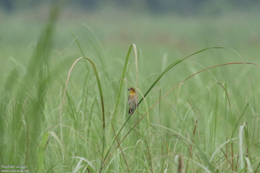 Finn's Weaver female adult