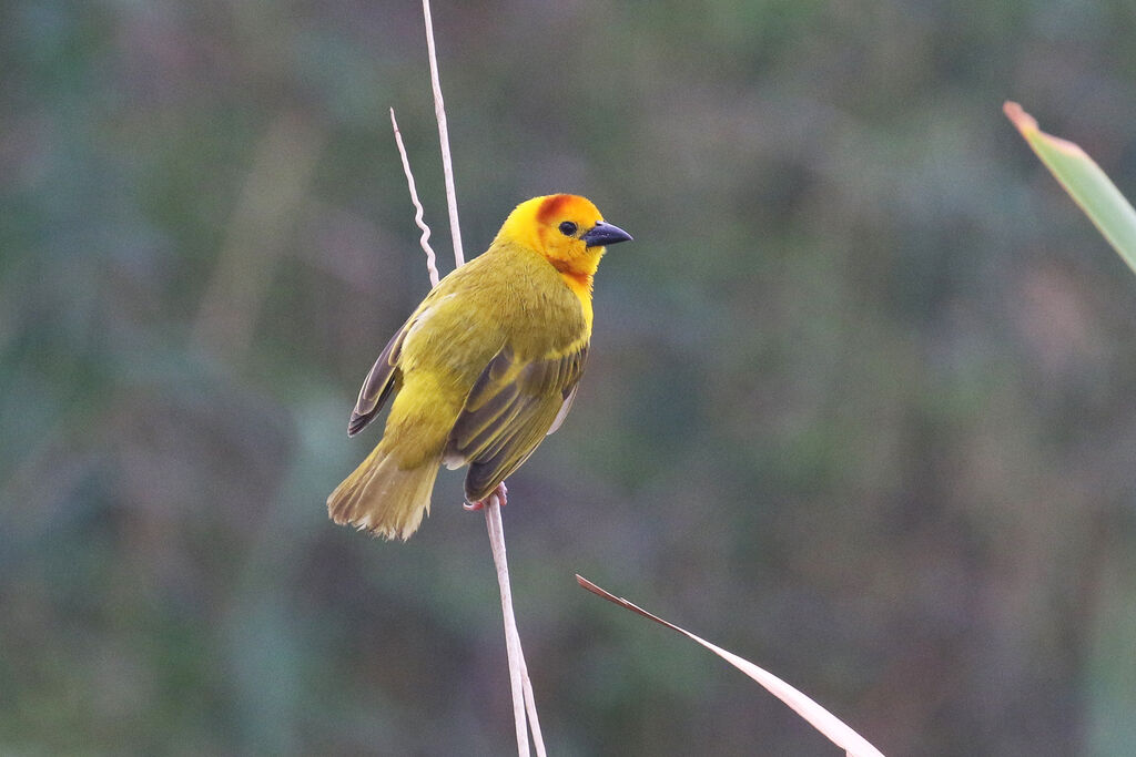 Taveta Weaver male adult breeding