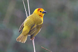 Taveta Weaver