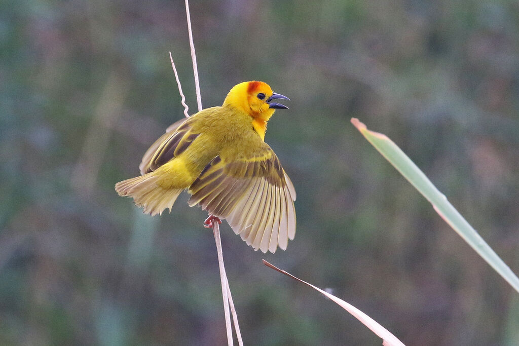 Taveta Weaver male adult breeding, courting display