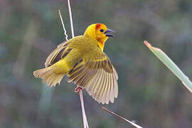 Taveta Weaver