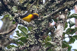 Tisserin des Usambara