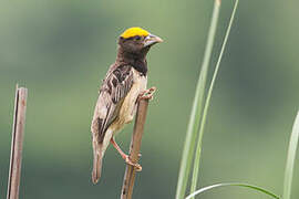 Black-breasted Weaver