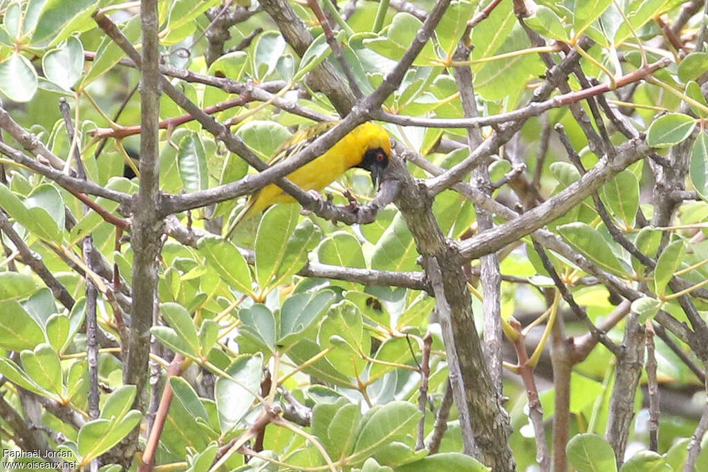 Tisserin du Katanga mâle adulte nuptial