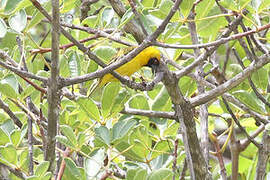 Katanga Masked Weaver