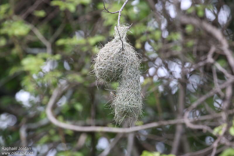 Katanga Masked Weaver, Reproduction-nesting