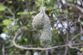 Katanga Masked Weaver