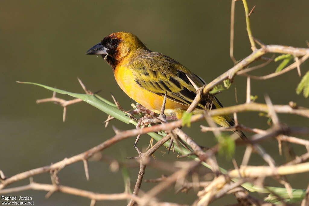 Northern Masked Weaver male adult breeding, identification