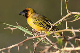 Northern Masked Weaver