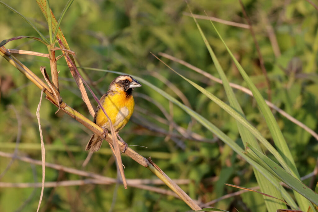 Compact Weaveradult, moulting