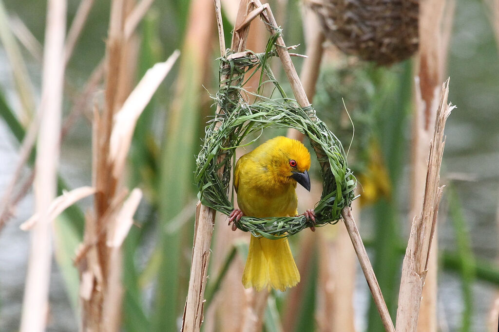 Eastern Golden Weaver