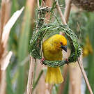 Tisserin jaune