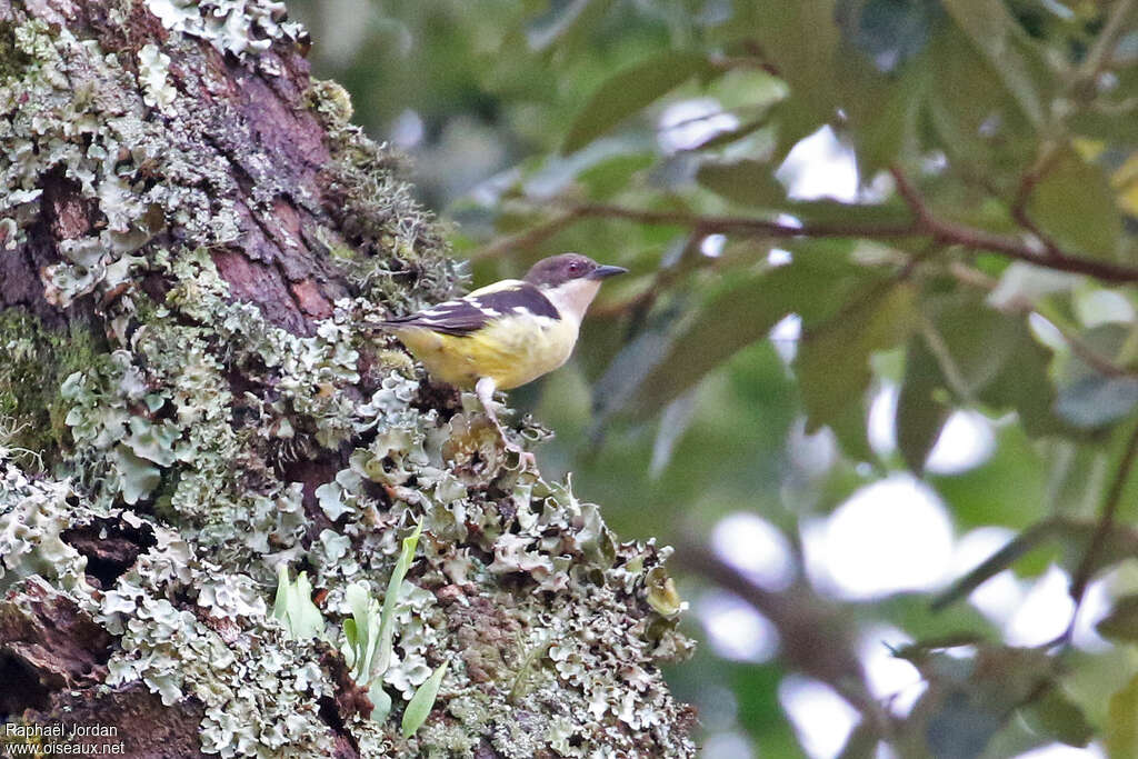 Bar-winged Weaveradult