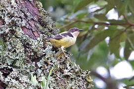 Bar-winged Weaver