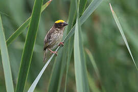 Streaked Weaver