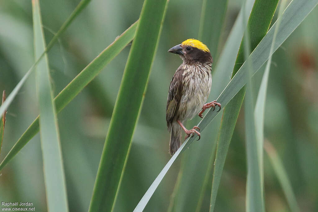 Streaked Weaver male adult breeding, close-up portrait