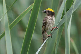 Streaked Weaver