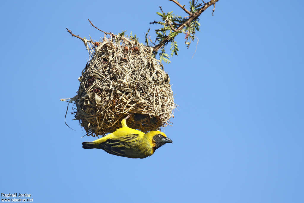 Heuglin's Masked Weaver male adult, pigmentation, Reproduction-nesting