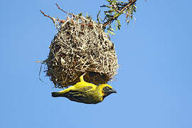 Heuglin's Masked Weaver