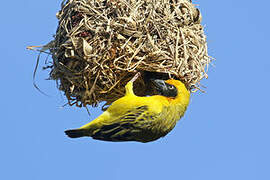 Heuglin's Masked Weaver