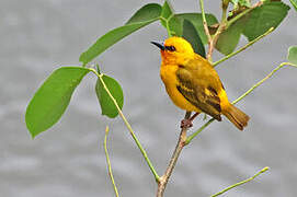 Orange Weaver