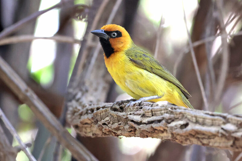 Olive-naped Weaver male adult