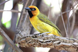 Olive-naped Weaver