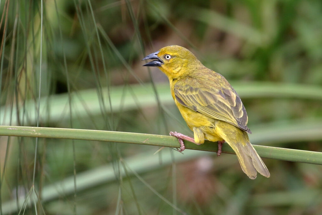 Holub's Golden Weaver female adult