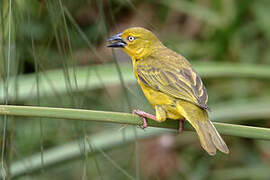 Holub's Golden Weaver