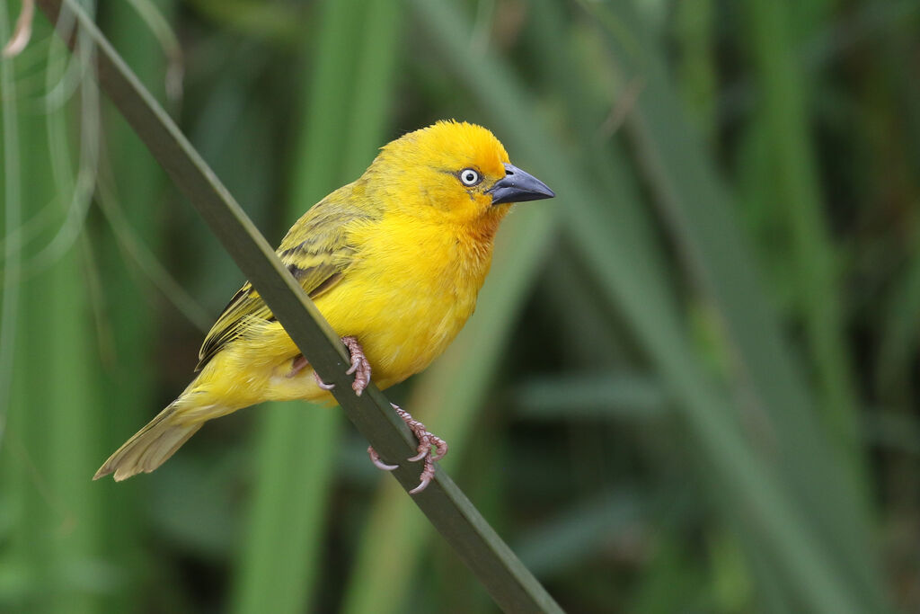 Holub's Golden Weaver male adult breeding