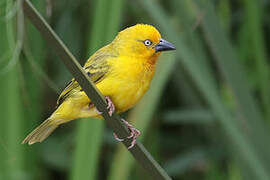 Holub's Golden Weaver