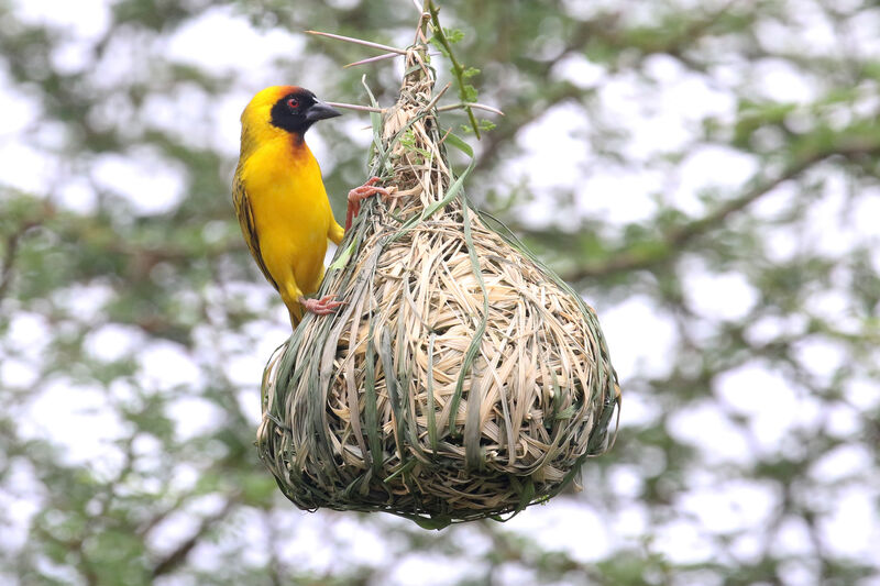 Vitelline Masked Weaver male adult breeding, Reproduction-nesting