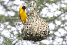 Vitelline Masked Weaver