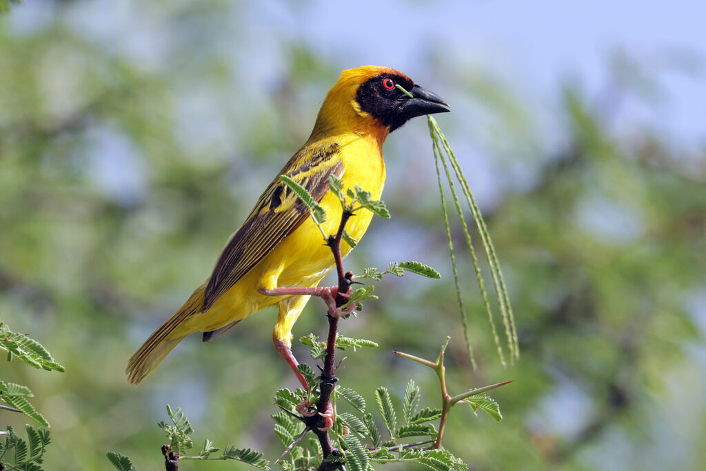 Vitelline Masked Weaver male adult